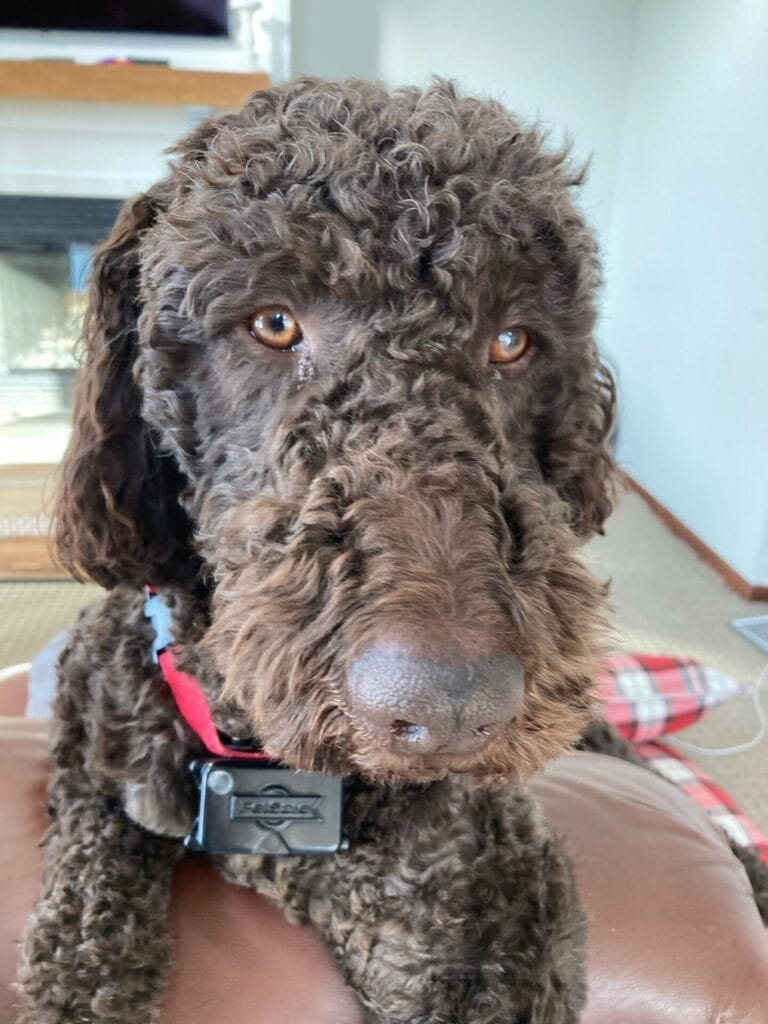 Grove City Center for Dentistry 5K-9 Dog Walk