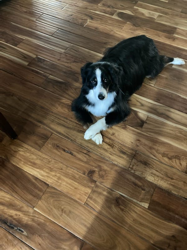 Grove City Center for Dentistry 5K-9 Dog Walk 2024