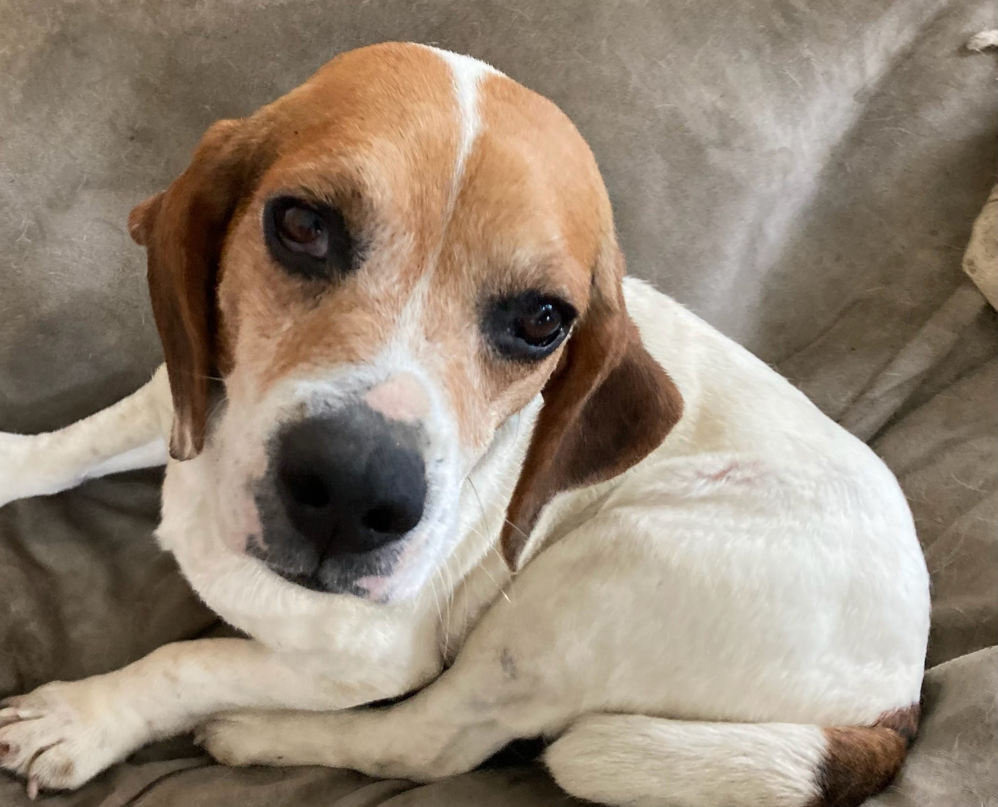Grove City Center for Dentistry 5K-9 Dog Walk Team